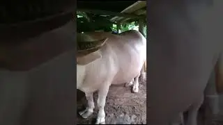 Kebo bule