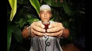 A Liga - Chá do santo Daime