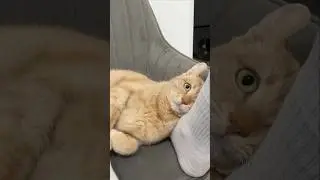 Нельзя трогать царя на троне)