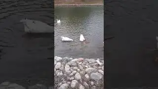 Женис парк