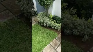 വൃത്തി part 2 voiceover 🎙️ #garden #homegardens #jishnuuthaman #houseplant #plants