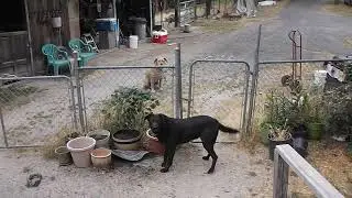 Farm dog opens gate to let his friend come inside to play