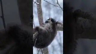 Где-то в лесу хочет уснуть енот
