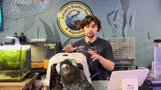 I’m Babysitting a MARMOSET MONKEY!