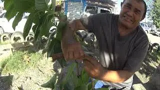 como  enraizar galho de Hortência