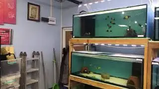 Akvaryum balıkları canlı yayını