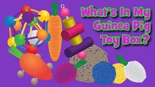 What's In My Guinea Pig Toy Box?