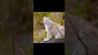 2022 lynx and 4000 bce lynx