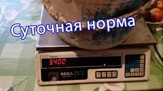 Суточная потребность корма для курей / Взвешиваем корм