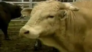 PBR JEROME DAVIS vs BODACIOUS (& 94 on Strawberry Wine)