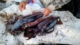 Güzel bir kalamar (humboldt) avından görüntüler
