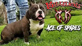 AMERICAN BULLY STUD FROM THE WORLD FAMOUS KILLINOIS KENNELS