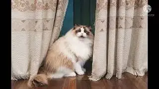 kompilasi foto foto kucing imut