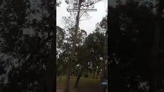 Жабий концерт в эвкалиптовой роще