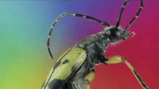 3d stack of a Longhorn