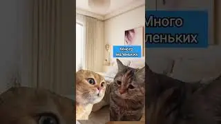 Подарок #животные #pet #animal #мем #animals #мемныекоты #котыговорят #анекдот #кот #коты #прикол