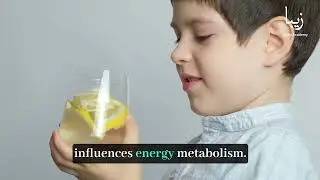 Energy Explorers: How Your Body Converts Food into Fuel