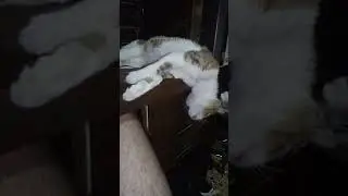 Cat in deep sleep