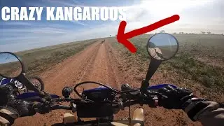 KILLER KANGAROOS! - Great Northern Adventure PART SEVENTEEN!