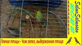 Певчие птицы - Чиж запел, выдержанная птица