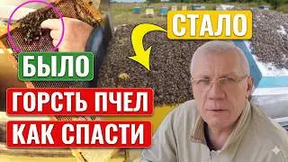 Слабые семьи  Матка и горсть пчел Как спасти пчел