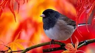 🕊Что хочет вам сказать,ушедшая в мир иной душа🕊🍀🤍