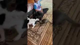 An otter, dachshund, shitzu and a kitten playing on our deck. #shorts
