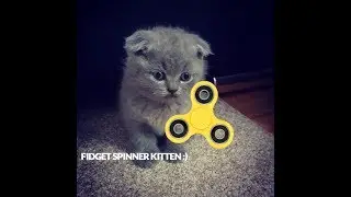Fidget spinner cat | Funny Scottish Fold kitten fidget spinning