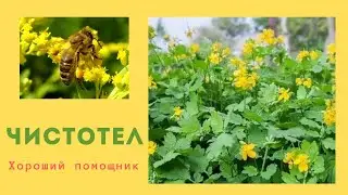 Магия чистотела: поддержка жизни улья