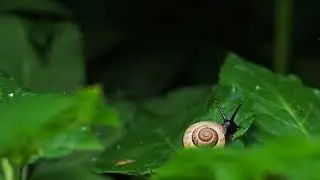 Snail Moving Slow #mountains #snail #snails #snaillife #snailpet #naturelover #leaf #shorts
