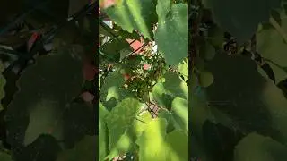 Скоро будит виноград 🍇