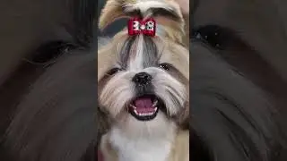 Scissor Cut Shih Tzu