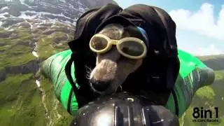 Собака парашютист в вингсьюте, бейс джампинг  The first dog skydiver in wingsuit in the world