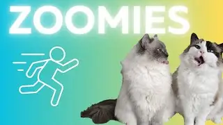 Zoomies of the Week (Sept 30-Oct 6, 2024) | Eevee and Yoshi