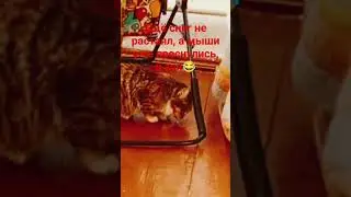 а вы боитесь мышей?