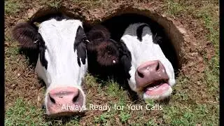 Lets play.... Cows, legs, trees, warm holes.. and electricity?