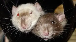 A Day in the Life of my Rats