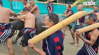 Pulling of Buffalo (in olden days )|| Khiamniungan (Thang) || Tsokum Festival @nionera