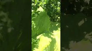 Хоста 'Cold Heart' 2 #short #shorts #hosta #perennials