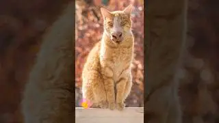 A Cat Transform's to........