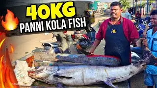 40KG HUGE PANNI KOLA (பண்ணி கோலா மீன்)FISH CUTTING💥| KASIMEDU SELVAM FISH CUTTING | FULL HD | CKFC🔪