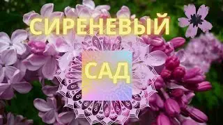 #Сиреневый