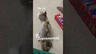 My cat is CUTE 