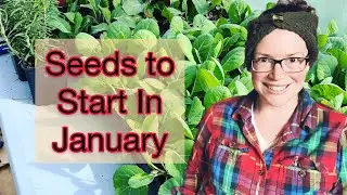 Seeds to Start Indoors in January | PNW Zone 8b
