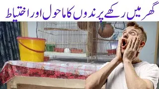 How to Take care of Birds || Birds care mistake || Mishandling of cages at home || With Mr R