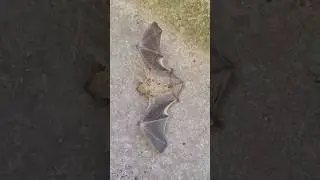 Летучая мышь. 