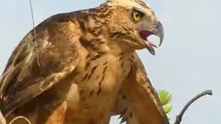 Mother hen protects chick babies from hawk