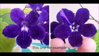 How To Crop an Image in Photoshop Elements