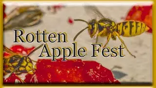 Yellow Jackets Eating Rotten Apples in Slow-Motion (Vespula maculifrons)