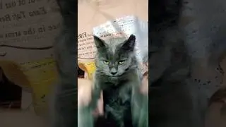 у тебя есть хобби, бегать за мной как 🧟‍♀️